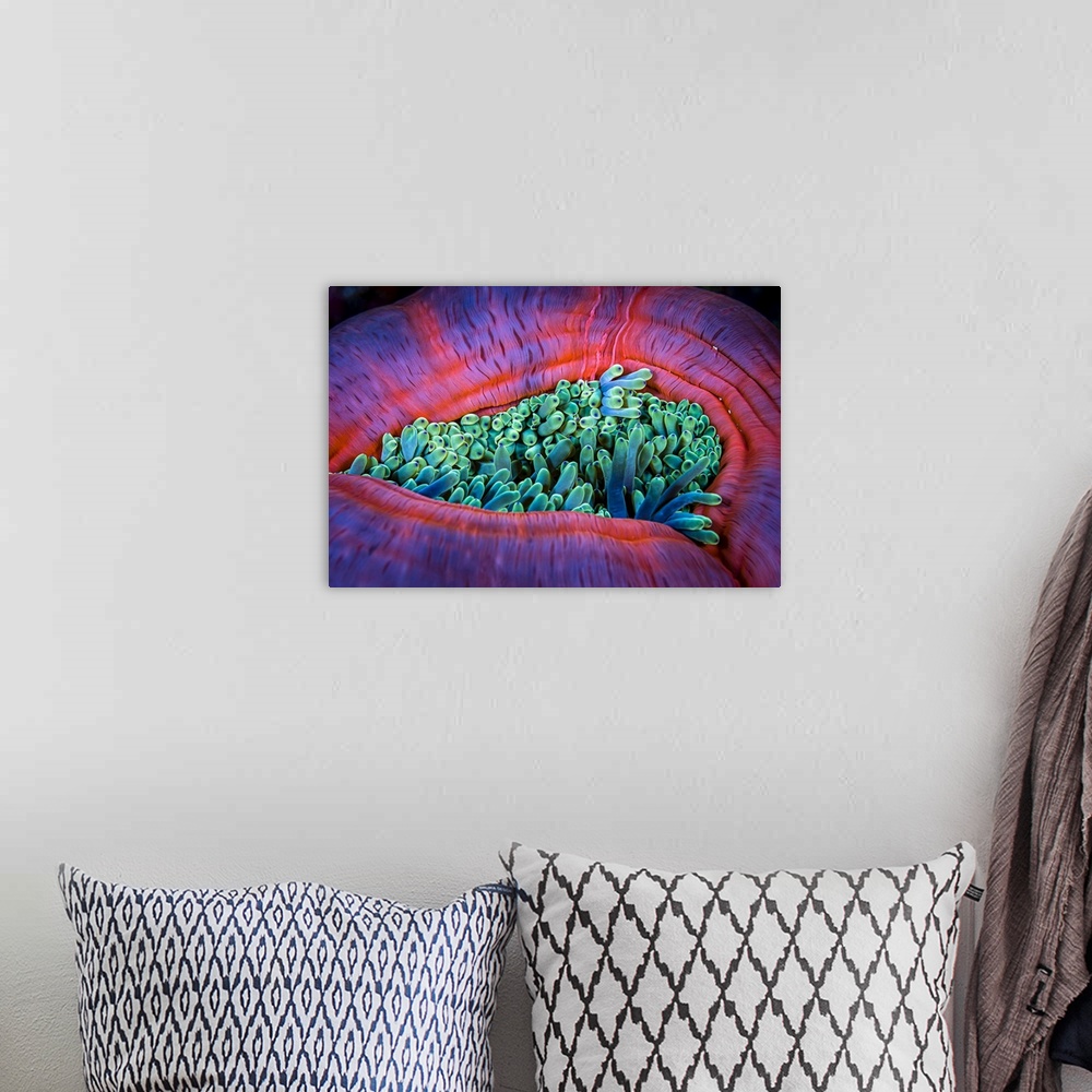 A bohemian room featuring Close-up of a partially closed sea anemone in the Maldives.