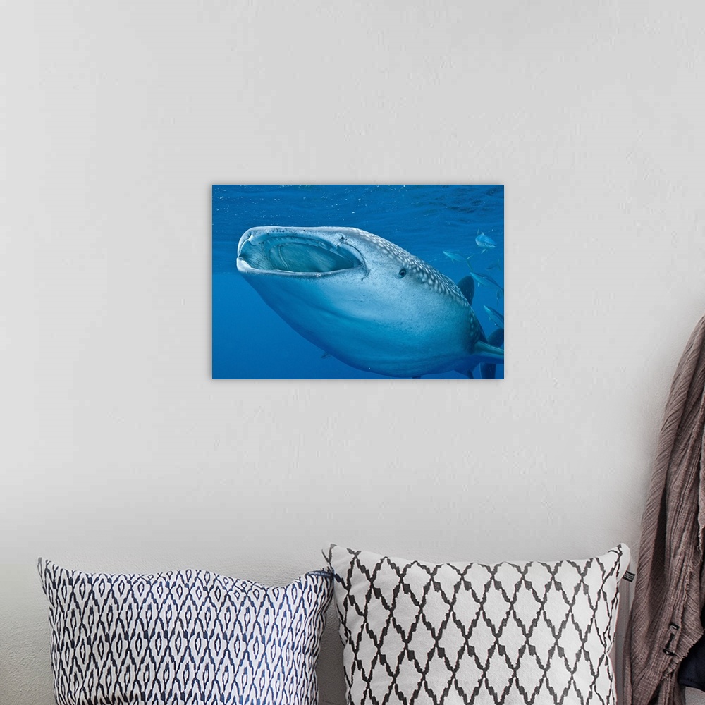 A bohemian room featuring Close-up of a whale shark swimming with mouth open wide, Maldives.