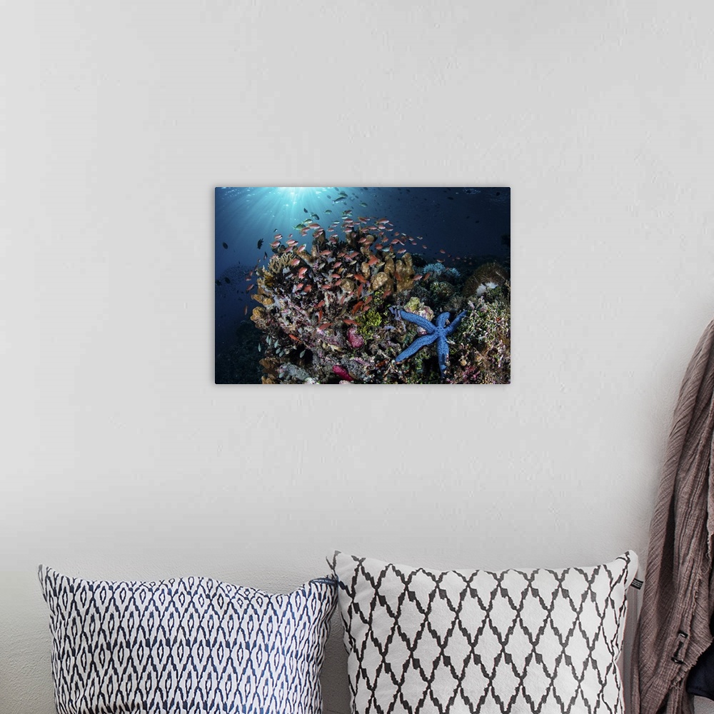 A bohemian room featuring Colorful reef fish swim above a coral reef in the Lesser Sunda Islands of Indonesia.