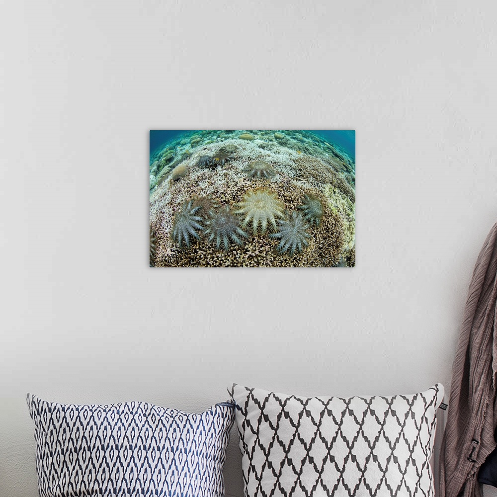 A bohemian room featuring Crown of Thorns starfish feed on living corals on a shallow reef.
