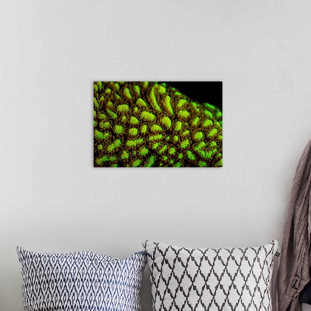 A bohemian room featuring Detail of a fluorescing coral colony growing on a shallow reef.