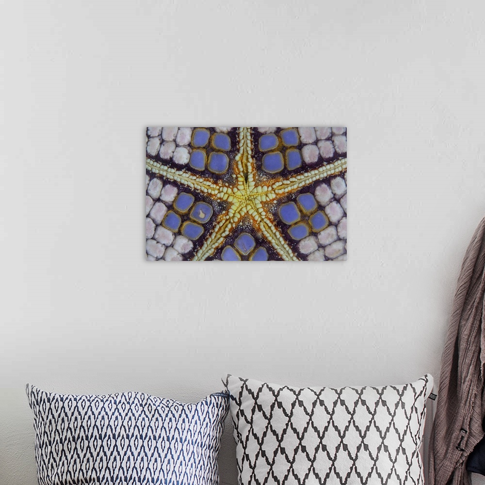 A bohemian room featuring Detail of a pin cushion sea star in Lembeh Strait, Indonesia.