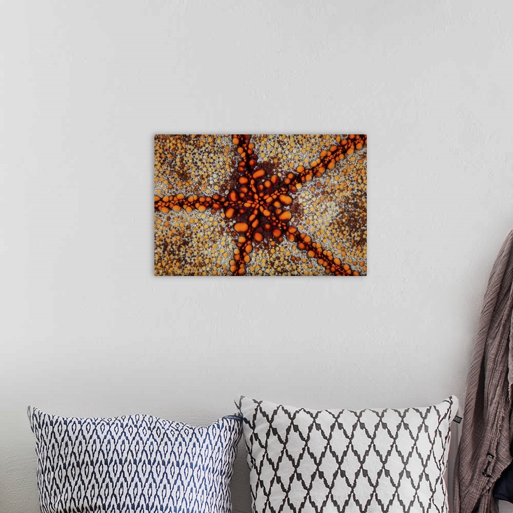A bohemian room featuring Detail of a pin cushion starfish living on a reef in the Lesser Sunda Islands of Indonesia.