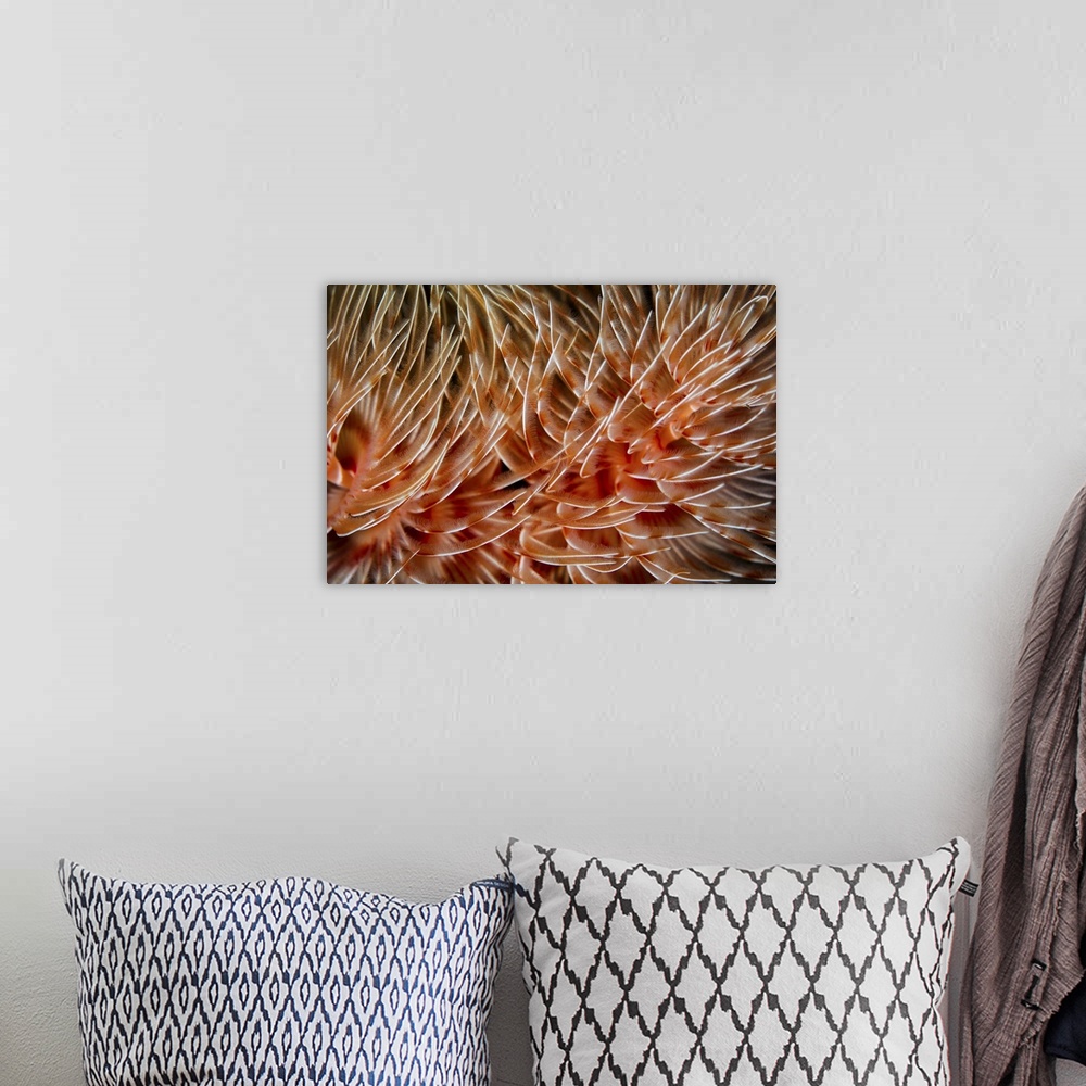 A bohemian room featuring Detail of the delicate tentacles of a feather duster worm.