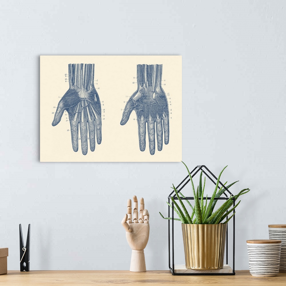 A bohemian room featuring Dual view of the human hand, showcasing the muscles, bones and veins throughout.