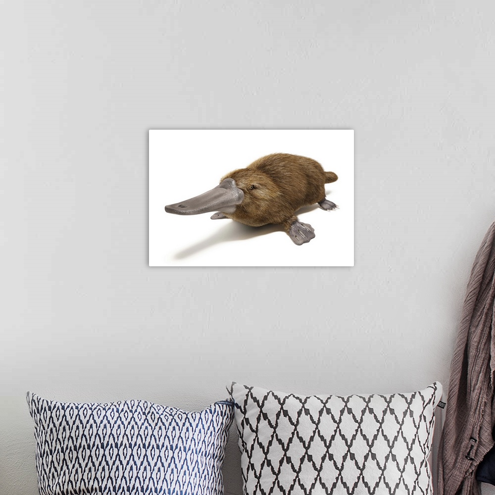 A bohemian room featuring Duck-billed platypus on white background.