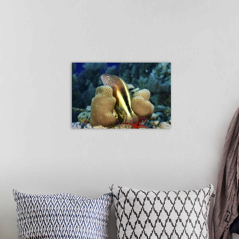 A bohemian room featuring Freckled hawkfish, Red Sea, Egypt.