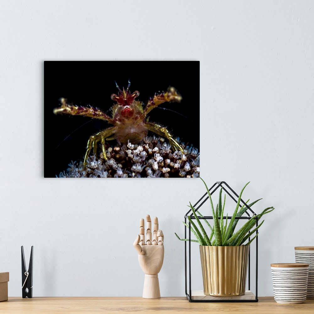 A bohemian room featuring Galathea squat lobster with eggs, Anilao, Philippines.