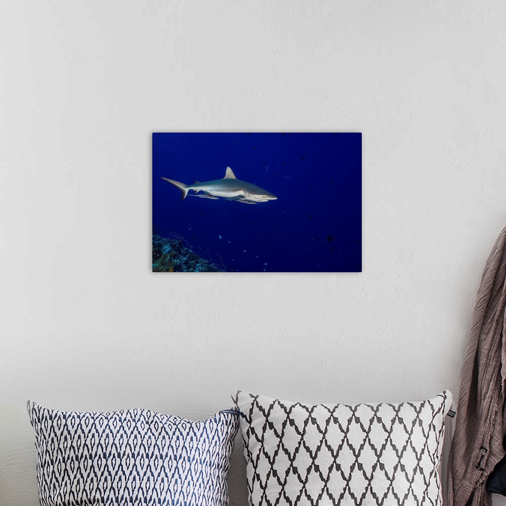 A bohemian room featuring Grey reef shark with remoras attached, Palau.