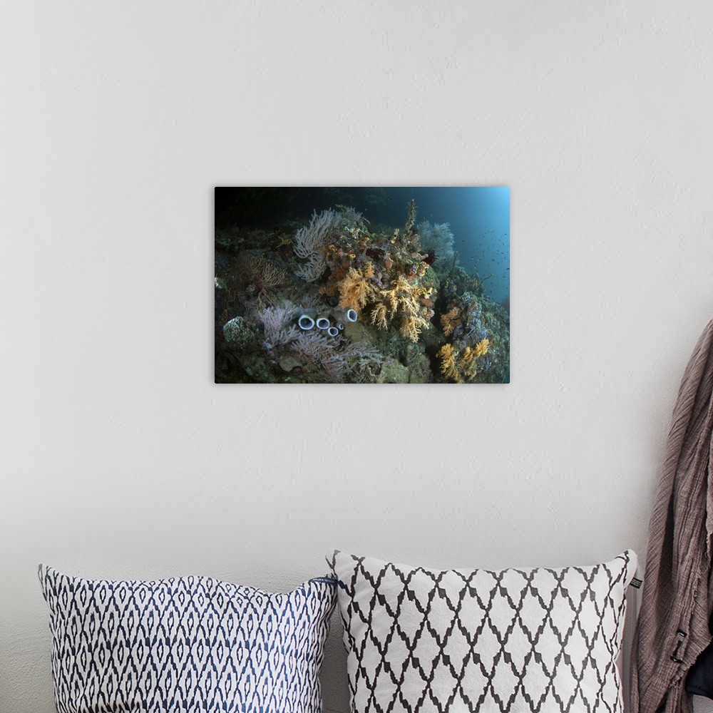 A bohemian room featuring Healthy corals, sponges, and other invertebrates on a reef in Raja Ampat, Indonesia.