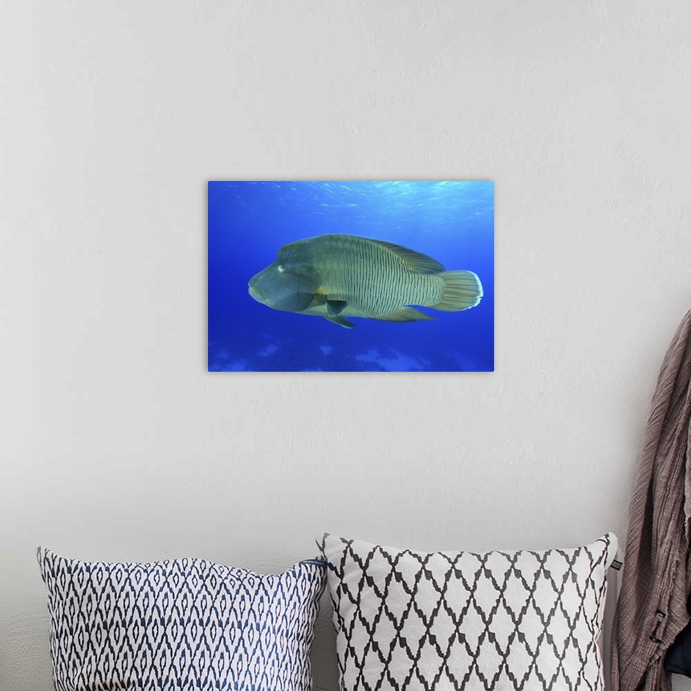 A bohemian room featuring Humphead wrasse, Red Sea, Egypt.
