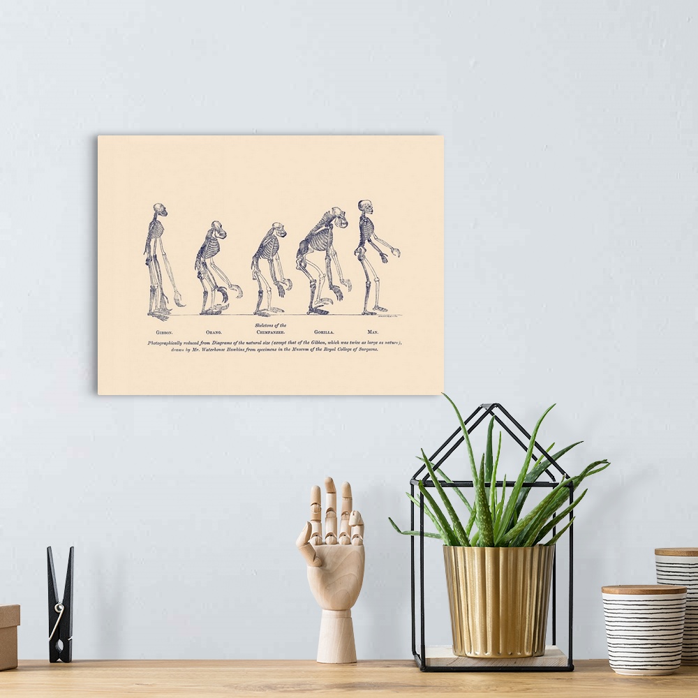 A bohemian room featuring illustrations of comparative skeletons of the gibbon, orangutan, chimpanzee, gorilla and man.
