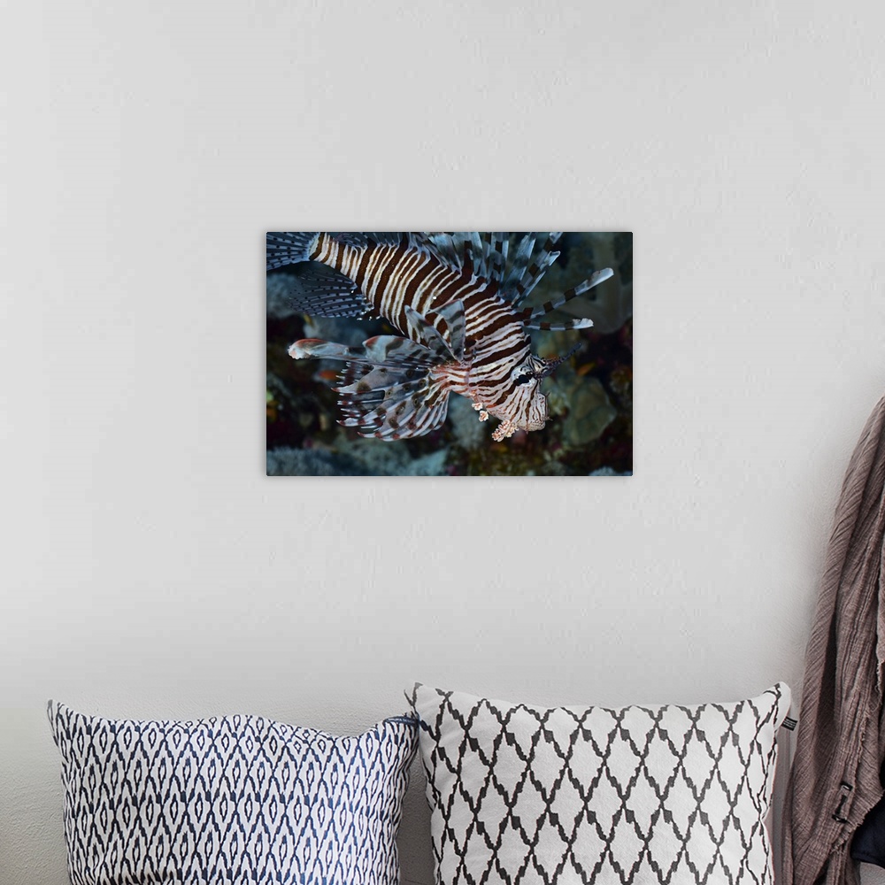 A bohemian room featuring Lionfish, Red Sea, Egypt.