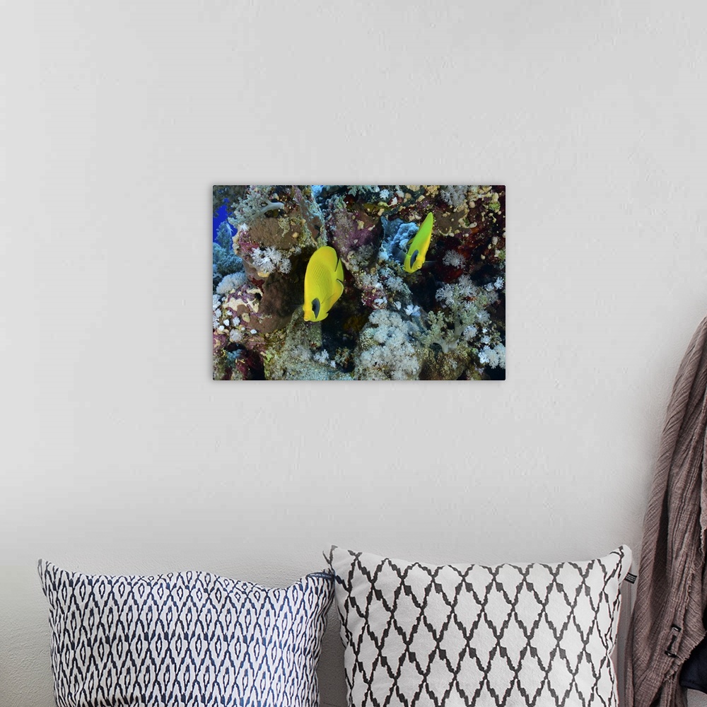 A bohemian room featuring Masked butterflyfish, Red Sea, Egypt.