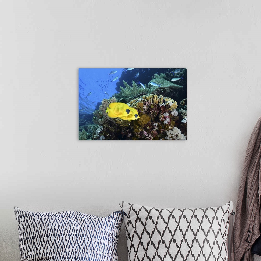 A bohemian room featuring Masked butterflyfish, Red Sea, Egypt.