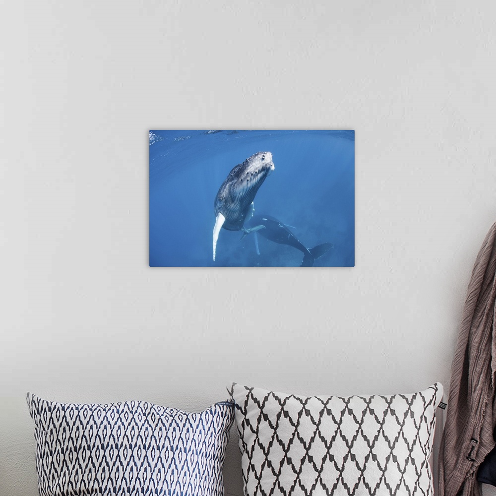 A bohemian room featuring Mother and calf humpback whales in the Caribbean Sea.