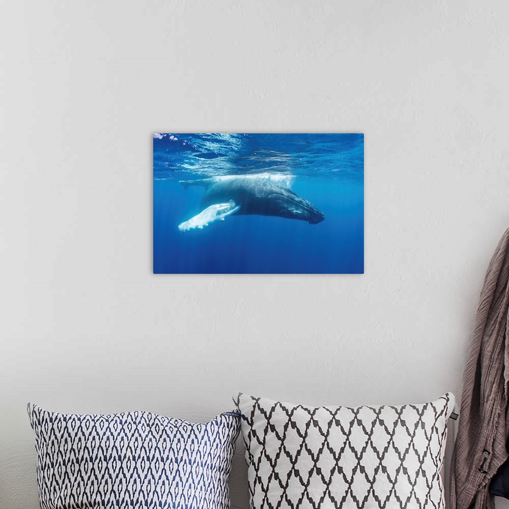 A bohemian room featuring Mother and calf humpback whales swim in the blue waters of the Caribbean Sea.