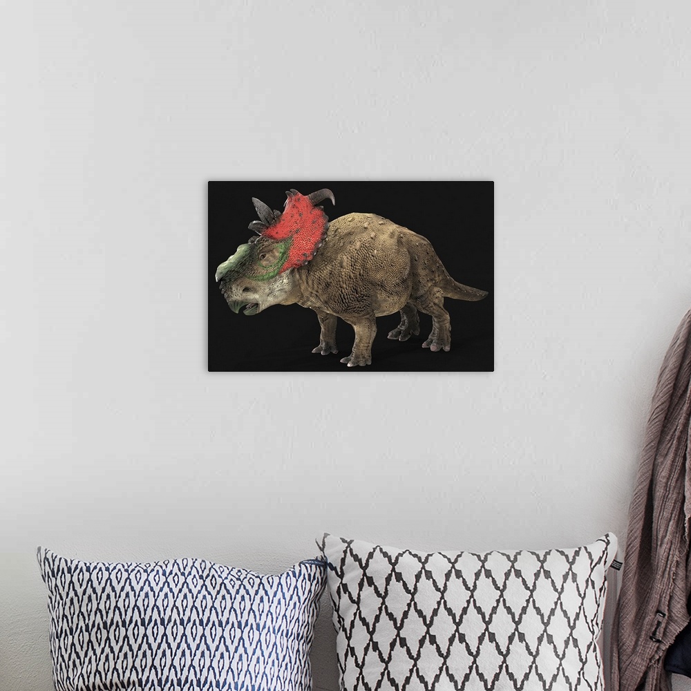 A bohemian room featuring Pachyrhinosaur dinosaur, side view on black background.