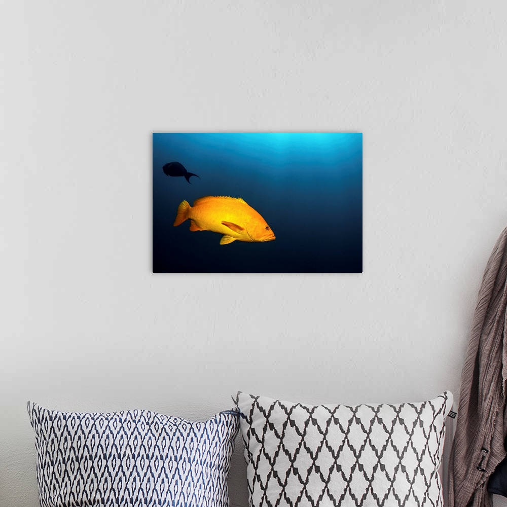 A bohemian room featuring Portrait of a gulf grouper, Cabo Pulmo, Mexico.
