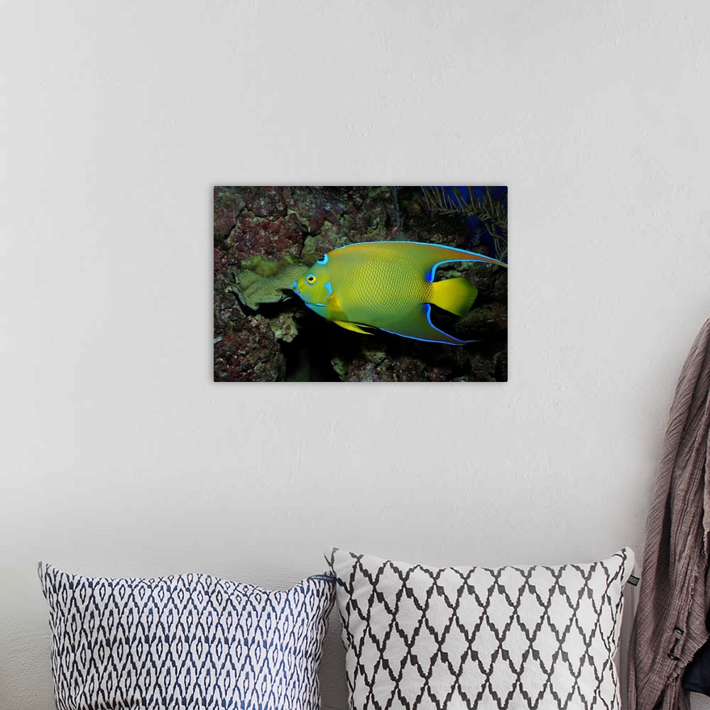 A bohemian room featuring Queen angelfish (Holocanthus ciliaris).