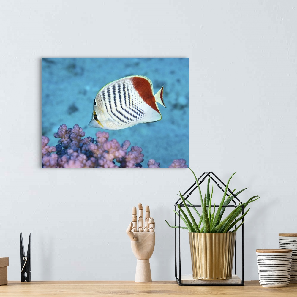 A bohemian room featuring Redback butterflyfish, Red Sea, Egypt.
