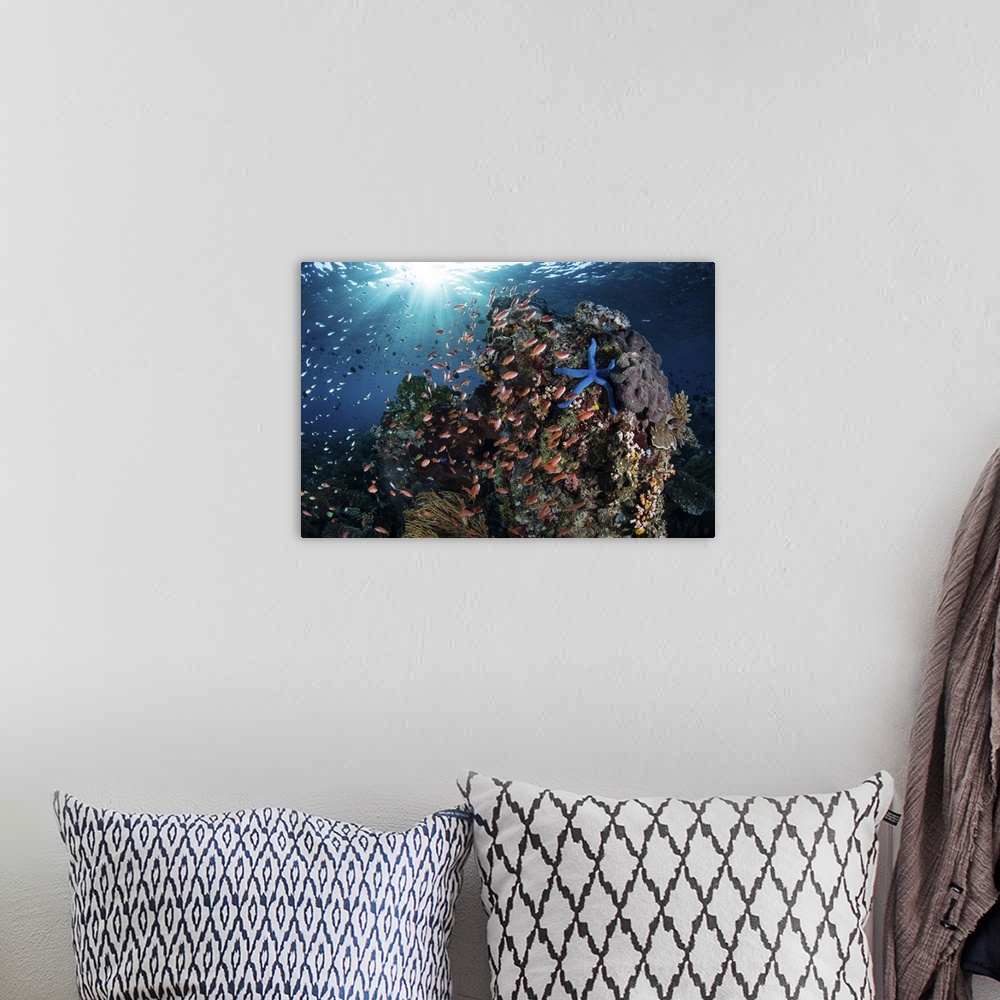 A bohemian room featuring Reef fish swimming above a coral reef in the Lesser Sunda Islands of Indonesia.