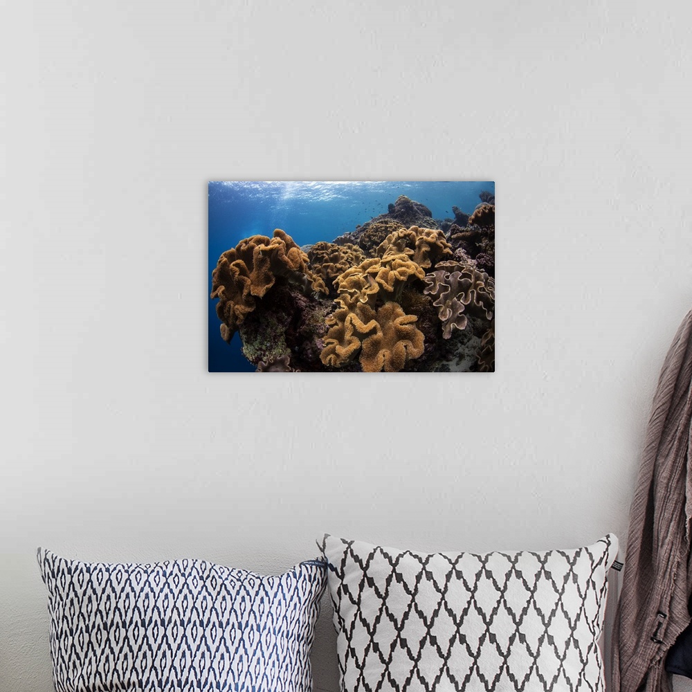A bohemian room featuring Soft corals in the colorful reefs of the Banda Sea, Indonesia.