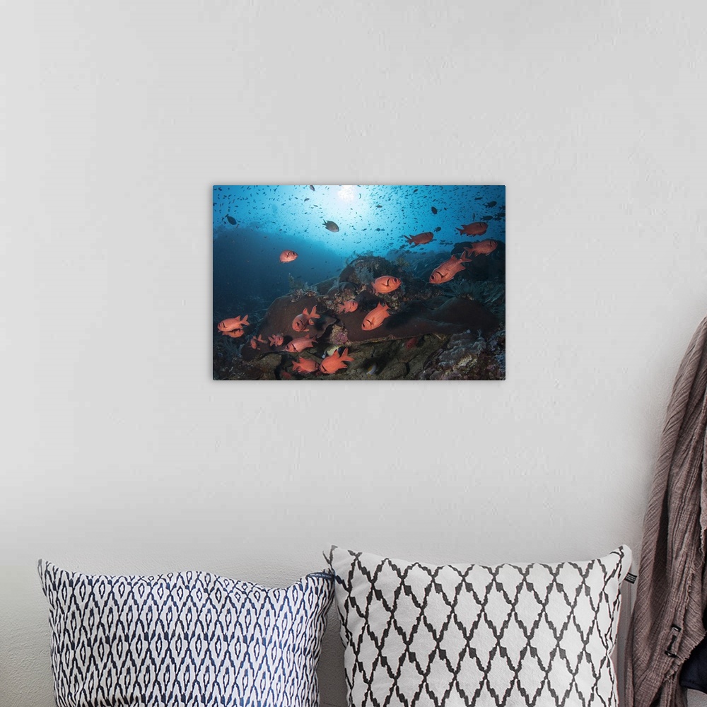 A bohemian room featuring Soldierfish on the reef in Komodo National Park, Indonesia.