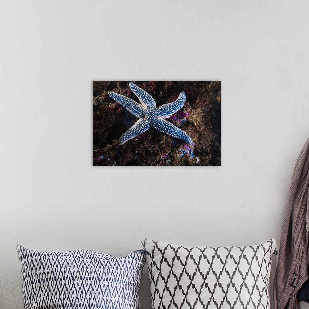 A bohemian room featuring This Forbes common sea star is found in northeaster waters of Maine.