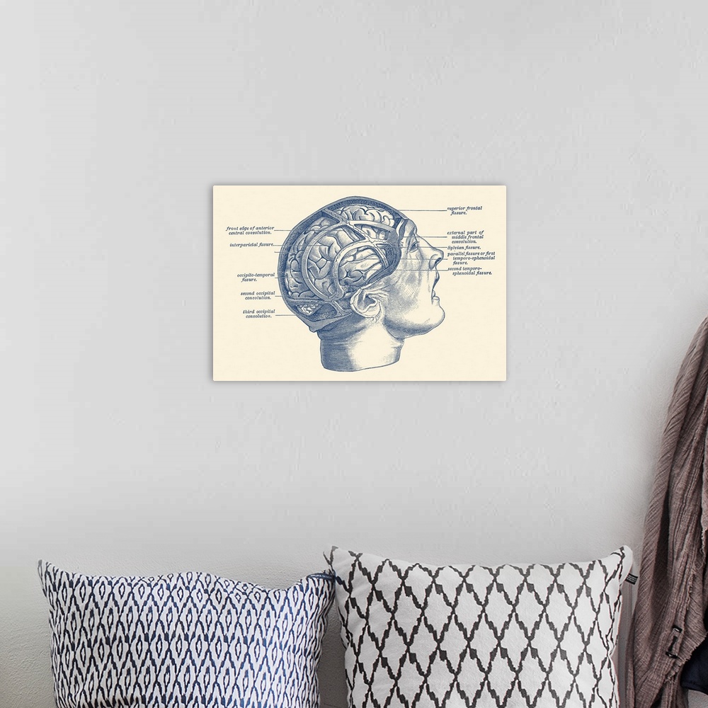 A bohemian room featuring Vintage anatomy print depicting the fissures throughout the human brain.