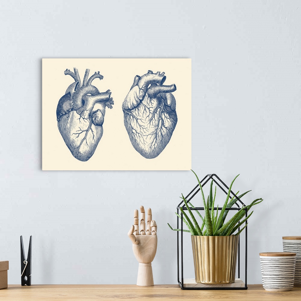 A bohemian room featuring Vintage anatomy print features a dual view of the human heart.