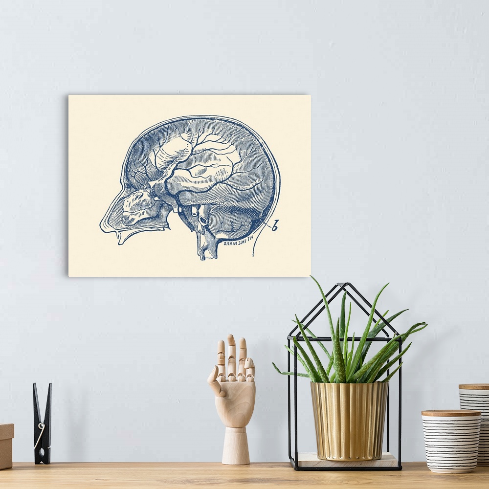 A bohemian room featuring Vintage anatomy print showing a side view of the human brain.