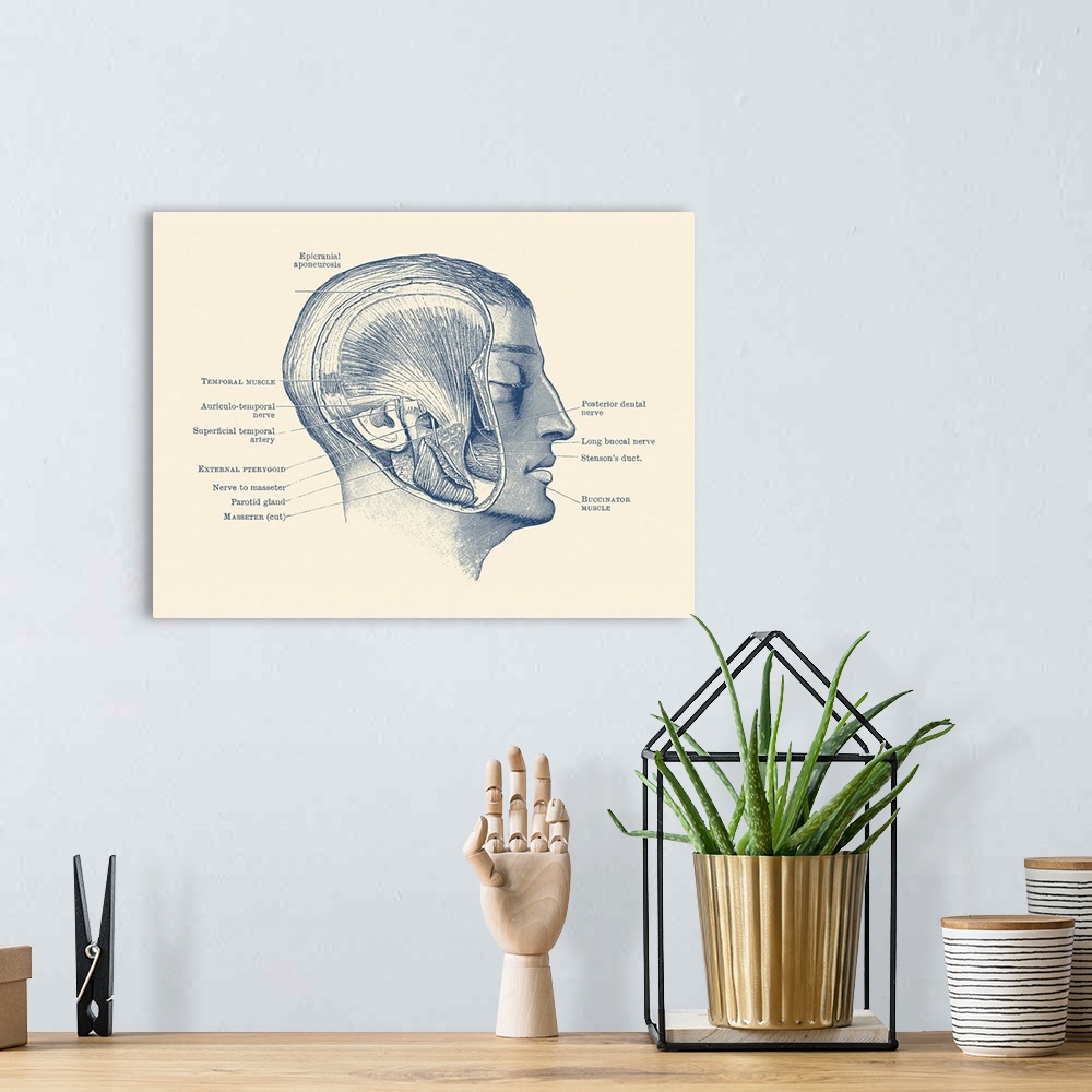 A bohemian room featuring Vintage anatomy print showing the different muscles, arteries and nerves within the face.