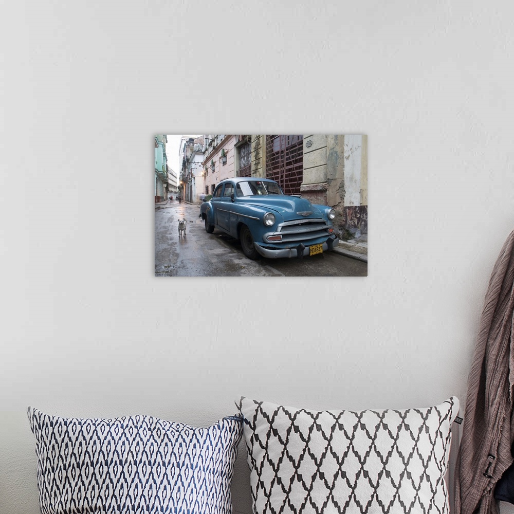 A bohemian room featuring A white dog standing next to an old blue Chevy car in the streets of Havana, Cuba.