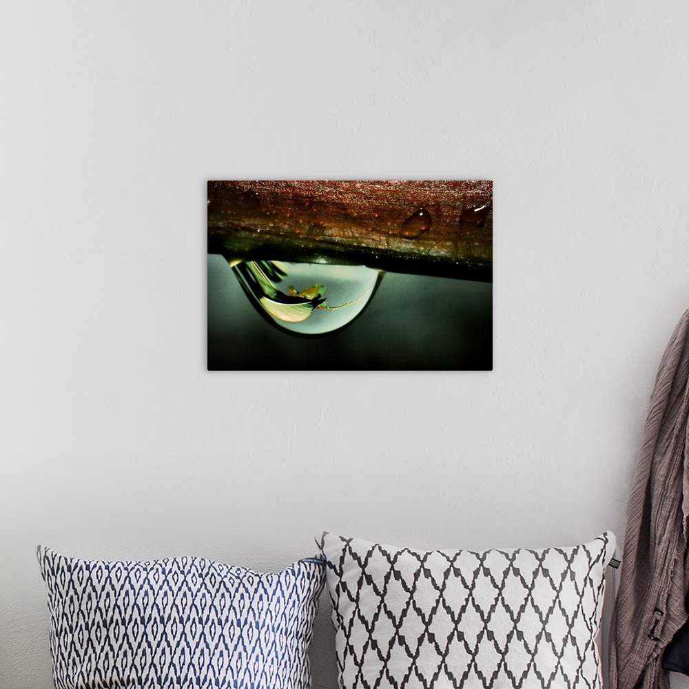 A bohemian room featuring A rain drop hanging from a branch with reflections of a leaf