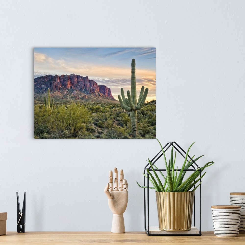 A bohemian room featuring Tall Saguaro cactuses growing in the desert at sunset.