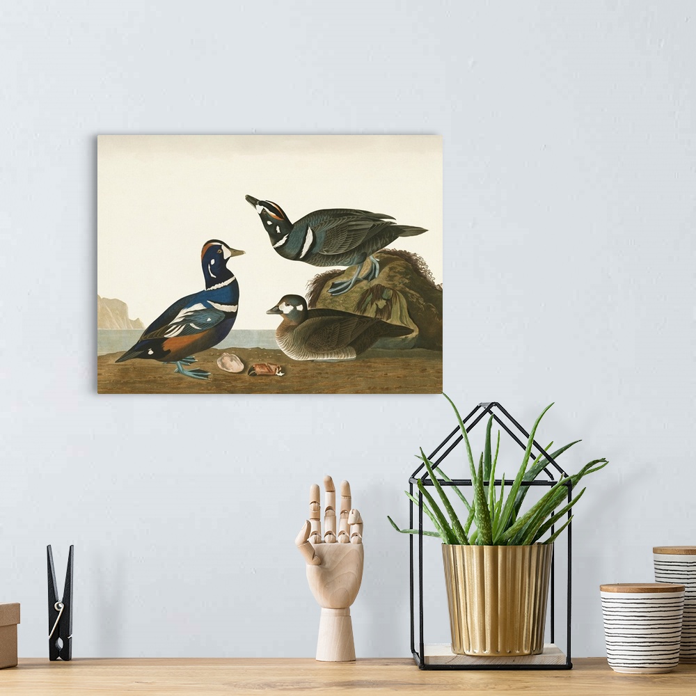 A bohemian room featuring Harlequin Duck