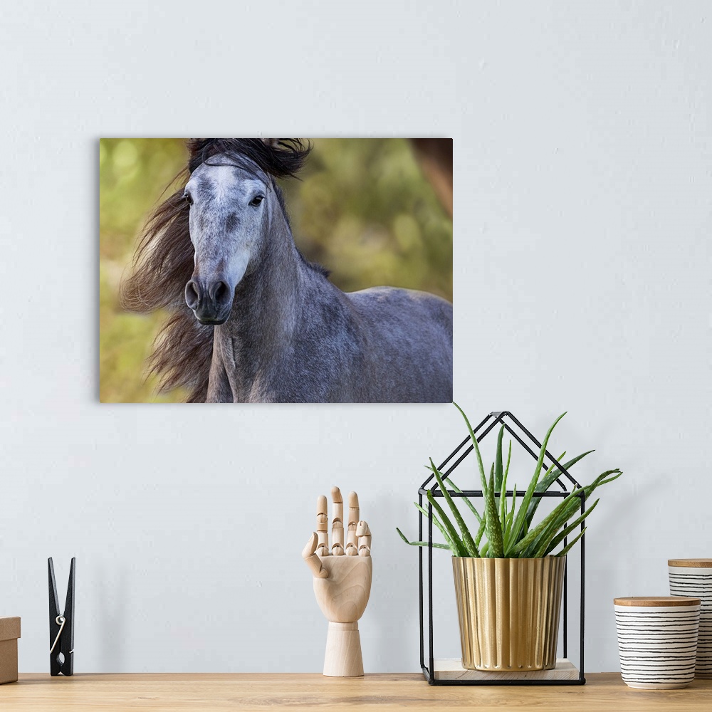 A bohemian room featuring A portrait of a black horse with its mane blowing in the wind.