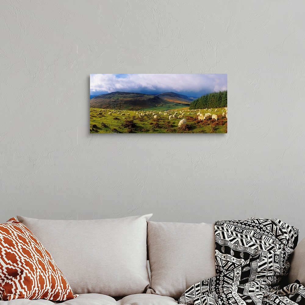 A bohemian room featuring Flock Of Sheep Grazing In A Field, County Wicklow, Republic Of Ireland