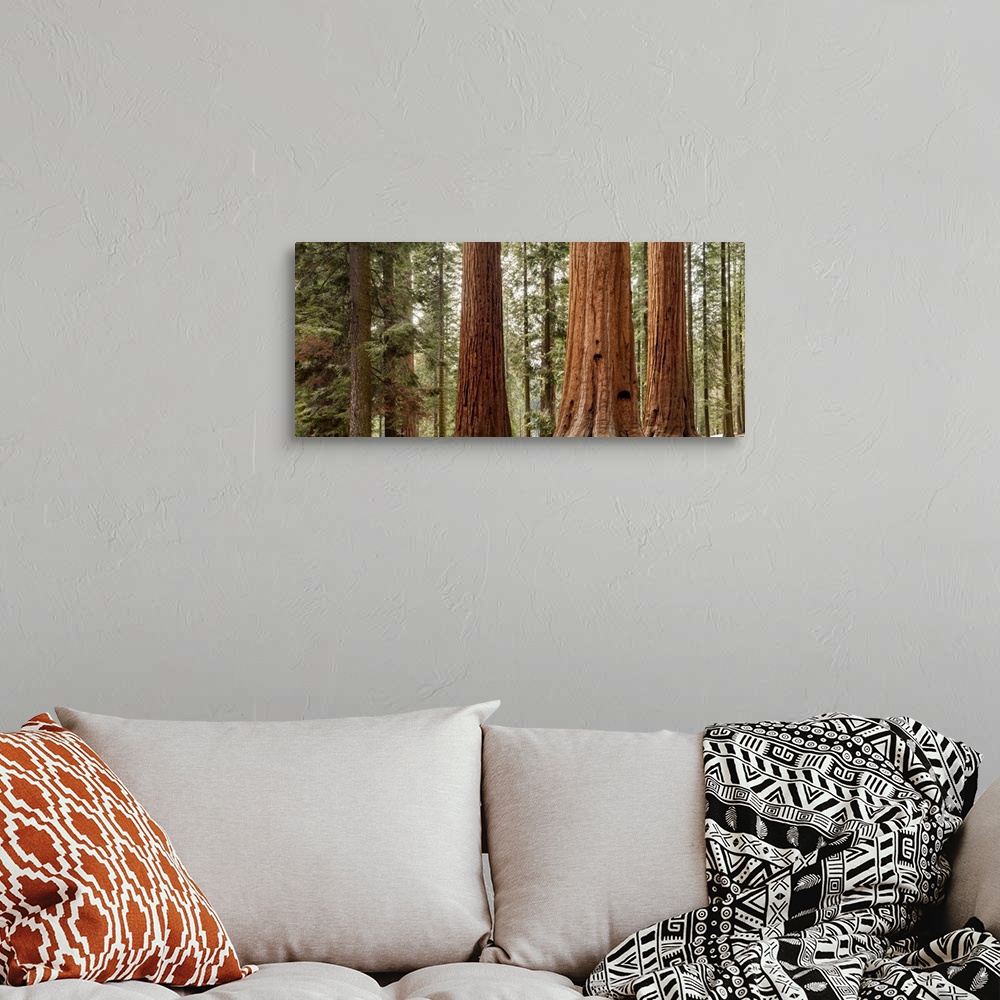 A bohemian room featuring USA, California, Sequoia National Park, Panoramic view of giant sequoia trees