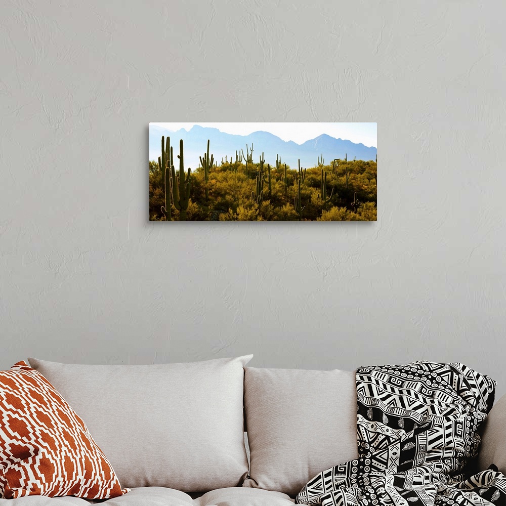 A bohemian room featuring Saguaro cactus with mountain range in the background, Tucson, Arizona