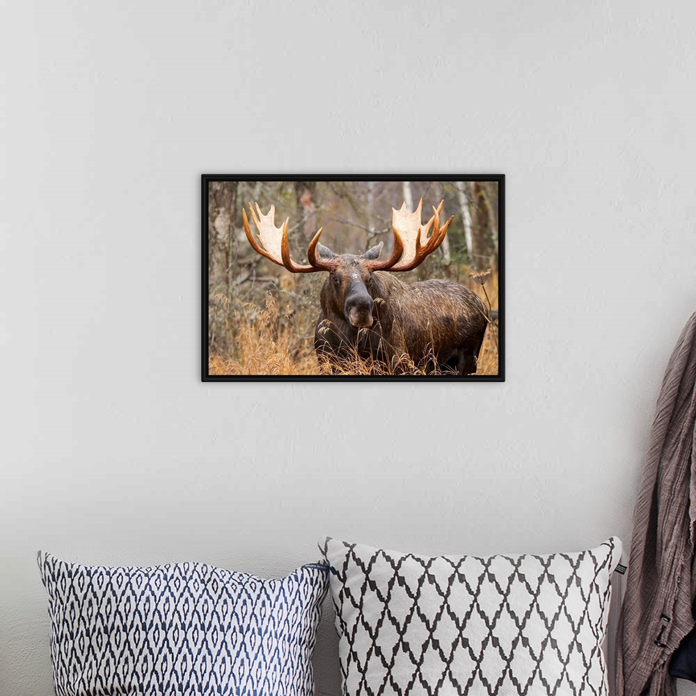 A bohemian room featuring Bull moose (alces alces) in rutting season; Anchorage, Alaska, United States of America