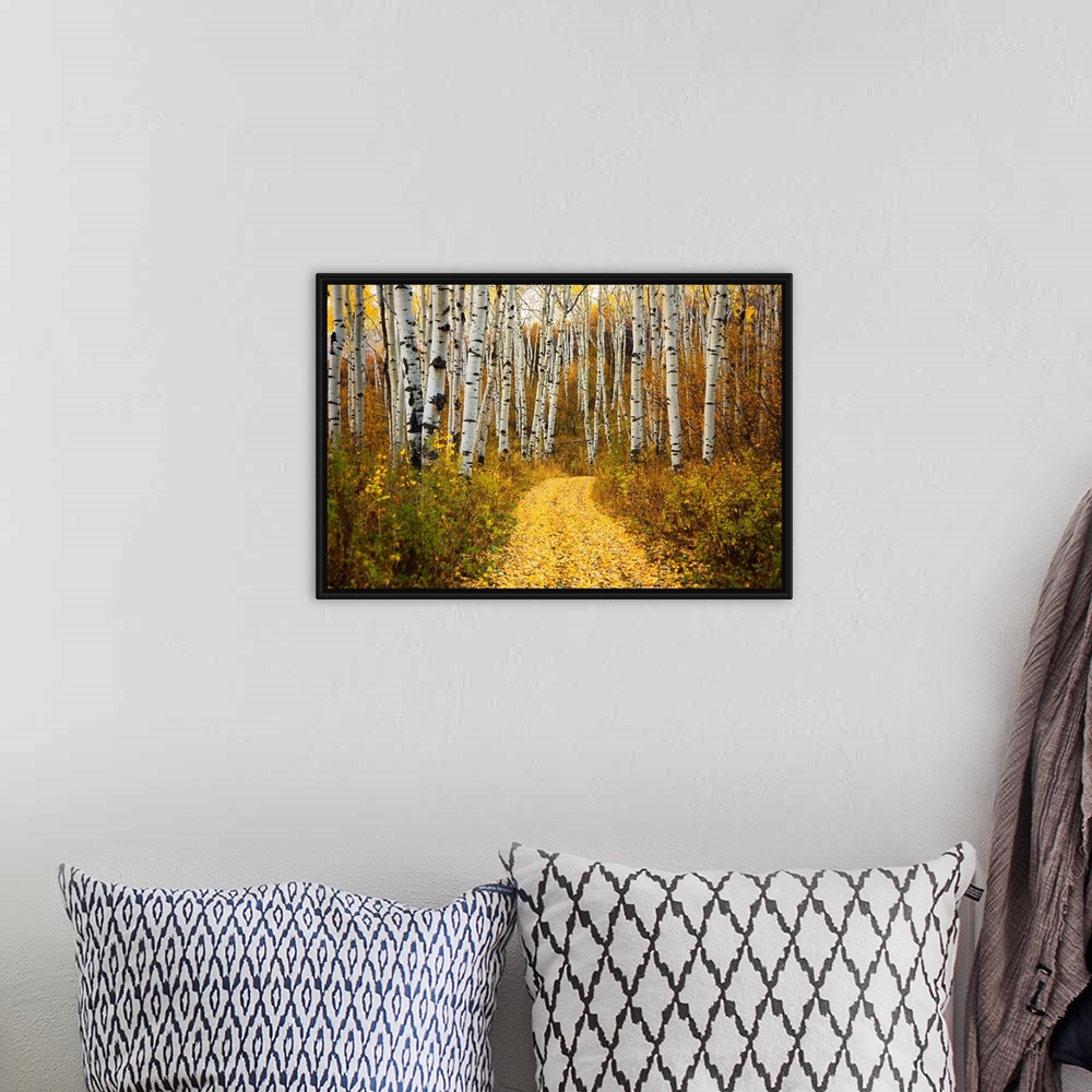 A bohemian room featuring This horizontal photograph is of a leaf covered path way through a forest of indigenous trees.