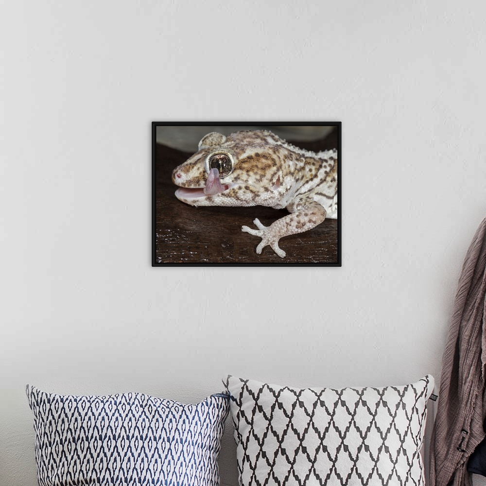 A bohemian room featuring Panther or Ocelot gecko, Paroedura pictus, washing eye, controlled conditions