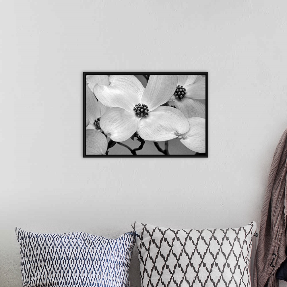 A bohemian room featuring Close up, horizontal photograph of dogwood blossoms.