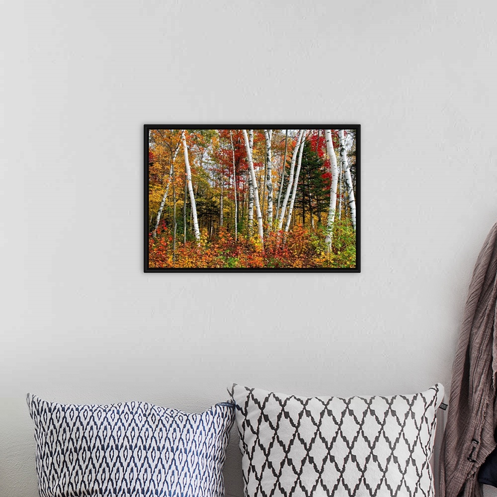 A bohemian room featuring Fine art photography of multi colored birch trees in the Fall.