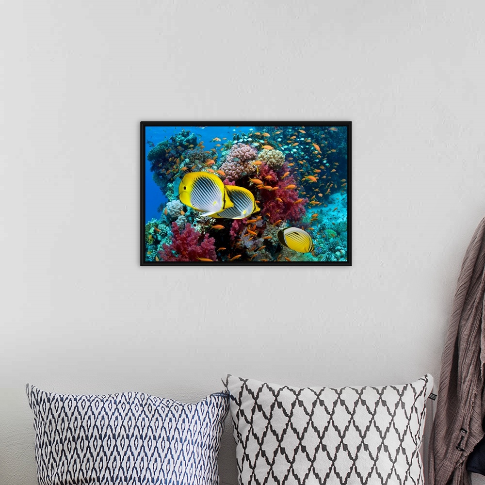 A bohemian room featuring A photograph taken under water with different types of fish swimming in front of multi colored co...