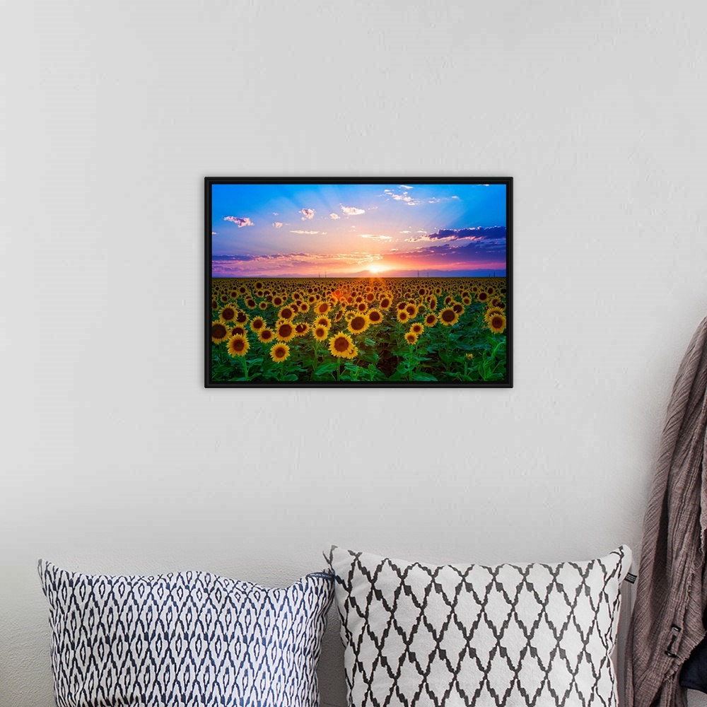 A bohemian room featuring The sun goes down over a field of flowers in this landscape photograph wall art for the home or o...