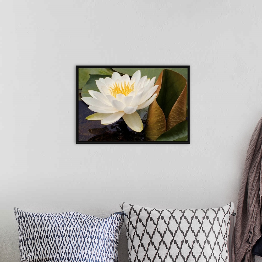 A bohemian room featuring Photograph of a single flower on surrounded by lily pads with underwater seaweed visible.