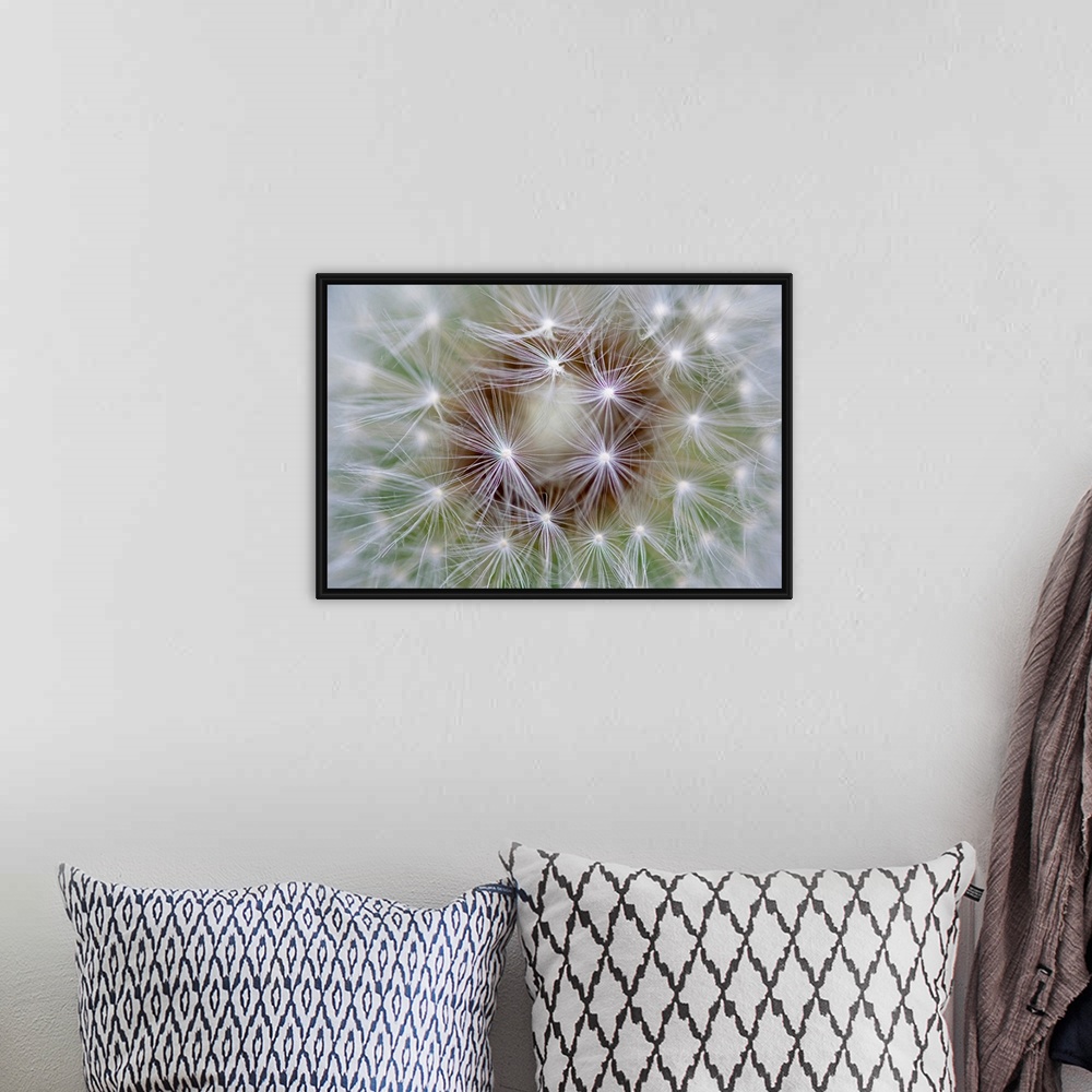 A bohemian room featuring Macro photography of an extreme close up of dandelion seeds.